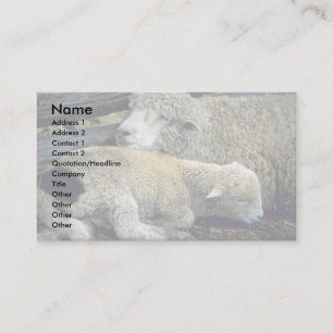 Carte De Visite Moutons