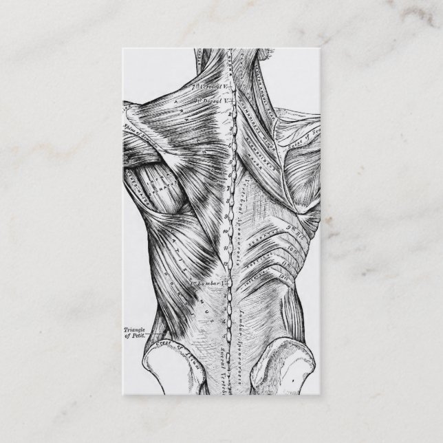 Carte De Visite Muscles du dos d'art noir et blanc d'anatomie (Devant)
