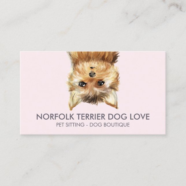 Carte De Visite Norfolk Terrier Chien (Devant)