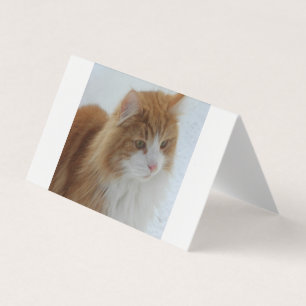 Carte De Visite Norwegian_Forest_Cat