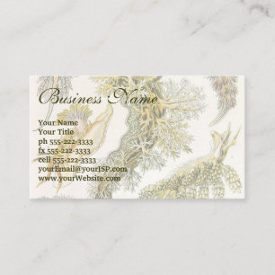 Carte De Visite Nudibranchia Vintage, limaces de mer par Ernst Hae