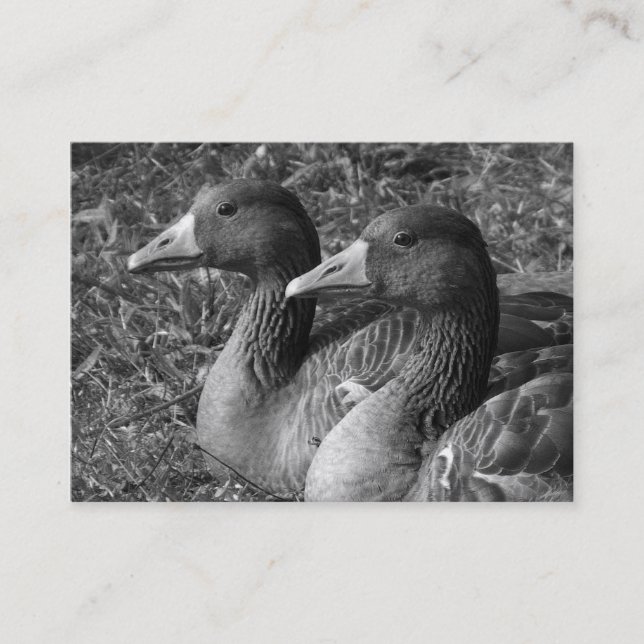 Carte De Visite Oie du laitier (Devant)