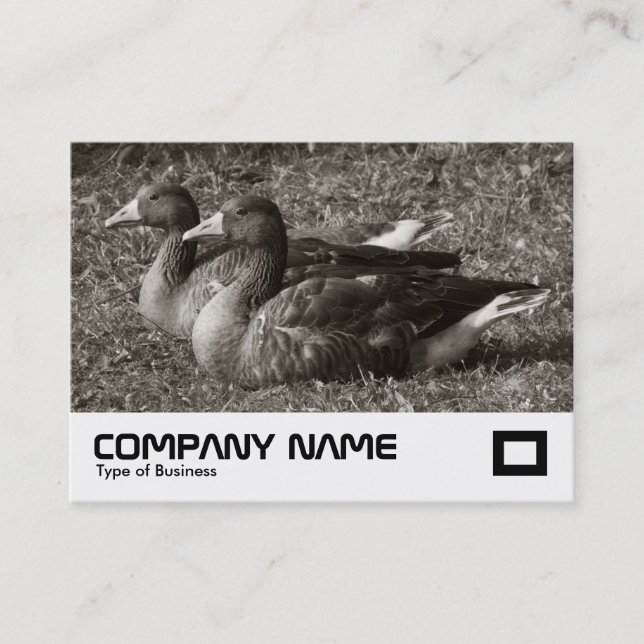 Carte De Visite Oies cendrées (Sépia) (Devant)