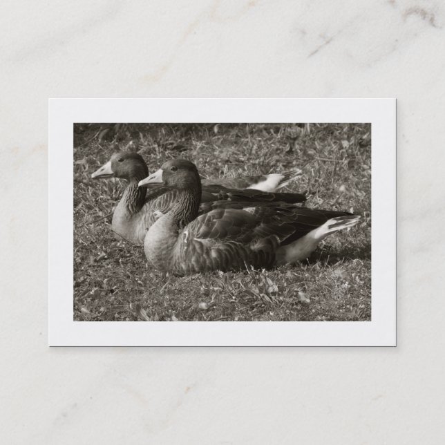 Carte De Visite Oies grises Sepia (Bordé) (Devant)