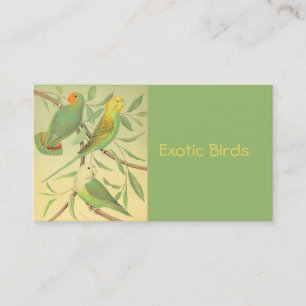 Carte De Visite oiseaux exotiques