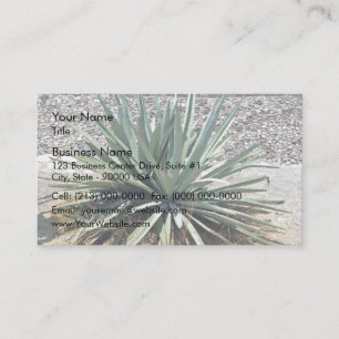 Carte De Visite Ombragé aloe vera pendant une journée ensoleill