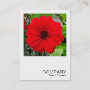 Carte De Visite Photo carré 0168 - Dahlia - Evêque de Llandaff