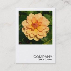 Carte De Visite Photo carré 0373 - Dahlia 'David Howard'