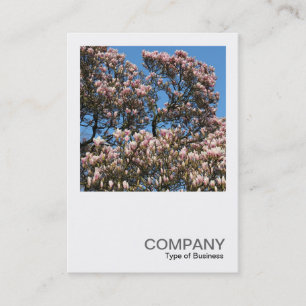 Carte De Visite Photo carré 0391 - Les arbres de Magnolia en fleur