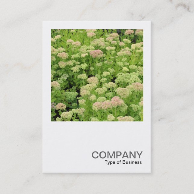 Carte De Visite Photo carré 0426 - Sedum (Automne Joy) (Devant)