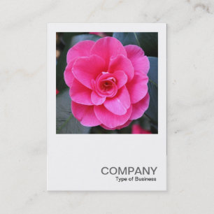 Carte De Visite Photo carré 0429 - Camellia rose