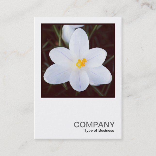 Carte De Visite Photo carré 0430 - Crocus blanc (Devant)
