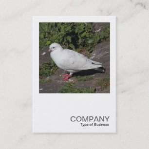Carte De Visite Photo carré 0452 - Pigeon blanc