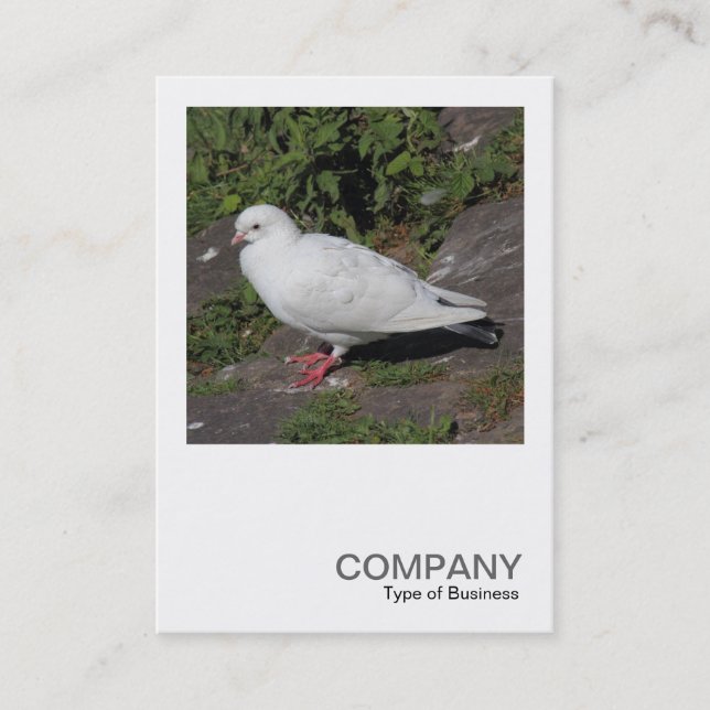 Carte De Visite Photo carré 0452 - Pigeon blanc (Devant)