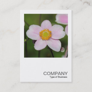 Carte De Visite Photo carré 0489 - Anémone rose