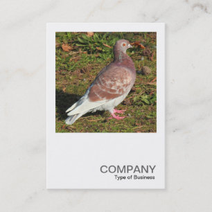 Carte De Visite Photo carré 0551 - Pigeon