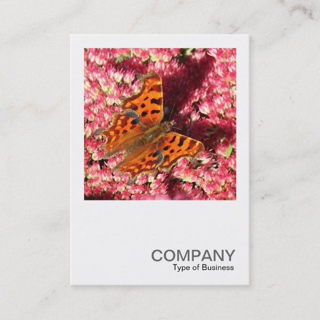 Carte De Visite Photo carré 0553 - Papillon Comma sur Sedum (Devant)