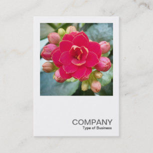 Carte De Visite Photo carré 0595 - Kalanchoe