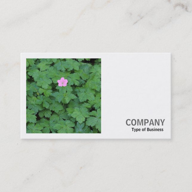 Carte De Visite Photo carré (v2) - Géranium solitaire (Devant)