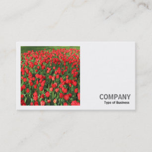 Carte De Visite Photo carré (v2) - Lit de tulipes rouges 02