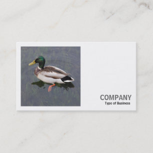 Carte De Visite Photo carré (v3) - Canard colvert