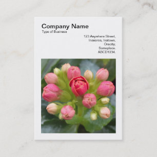 Carte De Visite Photo carré (v3) - Kalanchoe Buds