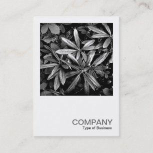 Carte De Visite Photo carrée 0132 - Feuilles de Rhododendron