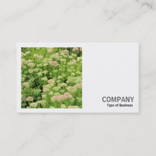 Carte De Visite Photo Carrée (v2) - Sedum (Joie d'Automne)