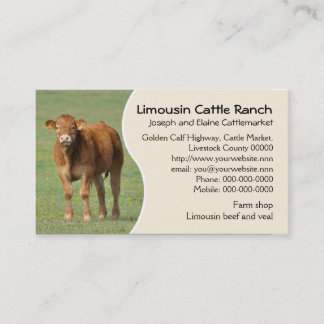 Carte De Visite Photo de veau de bétail du Limousin