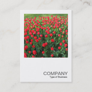 Carte De Visite Photo du carré 0510 - Lit des Tulipes Rouges 01
