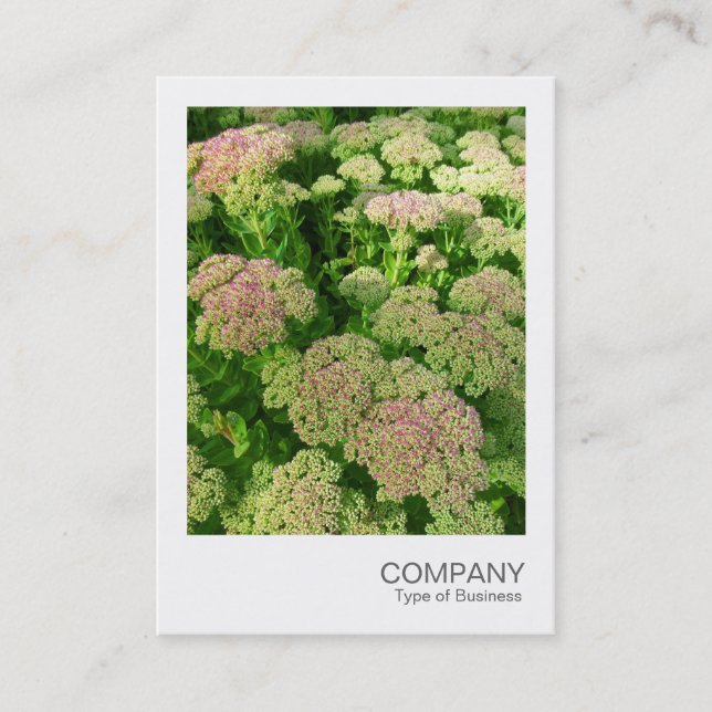 Carte De Visite Photo instantanée 033 - Sedum (Devant)