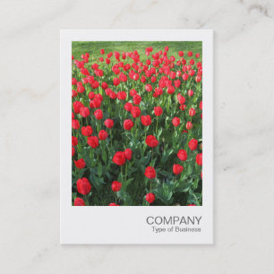Carte De Visite Photo instantanée 086 - Lit de tulipes rouges 01