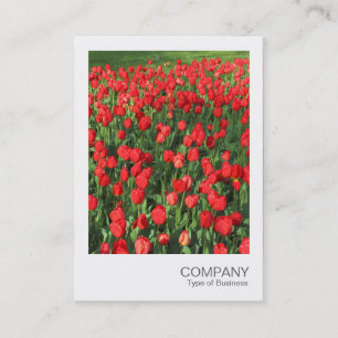Carte De Visite Photo instantanée 087 - Lit de tulipes rouges 02