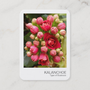 Carte De Visite Photo instantanée - Fleurs et boutons de Kalanchoe