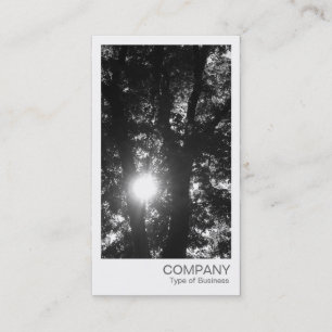 Carte De Visite Photo instantanée - Soleil à travers les arbres BW