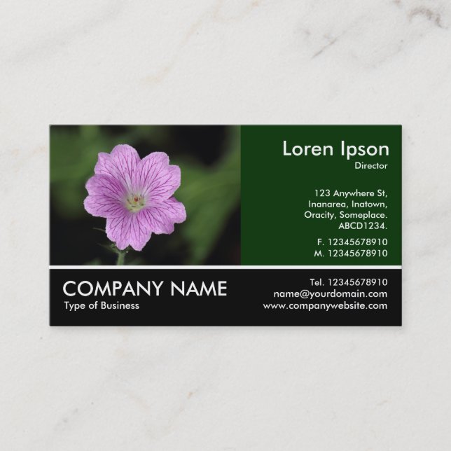 Carte De Visite Photo Pied - Geranium Endressii (Devant)