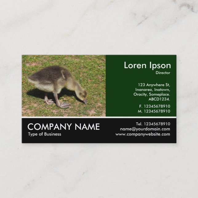 Carte De Visite Photo Pied - Gosling (Devant)