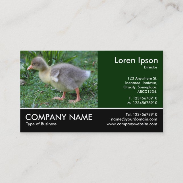 Carte De Visite Photo Pied - Gosling 02 (Devant)