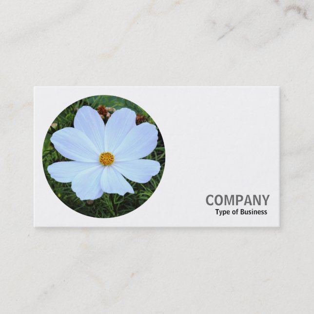 Carte De Visite Photo ronde - Cosmos blancs (Devant)