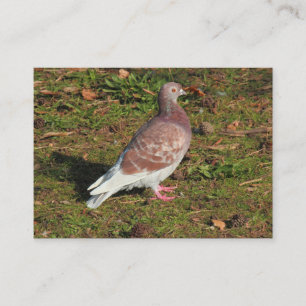Carte De Visite Pigeon à Roath Park Lake Cardiff