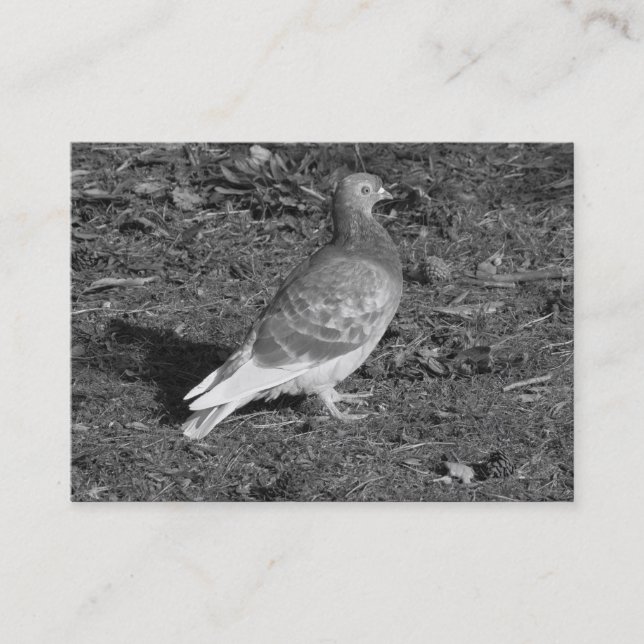 Carte De Visite ‎Pigeon BW (Devant)