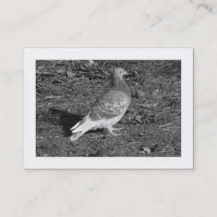 Carte De Visite Pigeon BW (frontière)