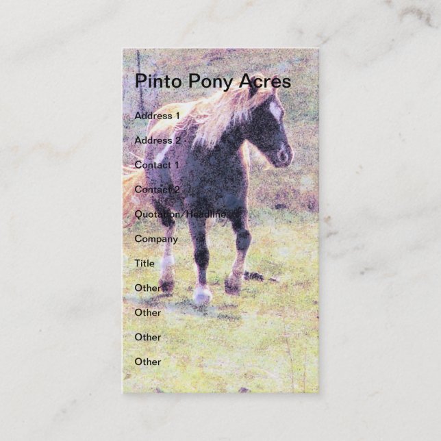 Carte De Visite Pinto Pony (Devant)