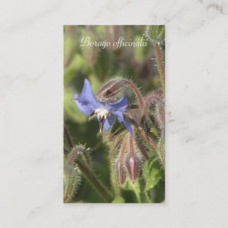 Carte De Visite Plan rapproché bleu de fleur d'officinalis de
