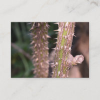 Plante Stem Thorns Nature Park Photographie