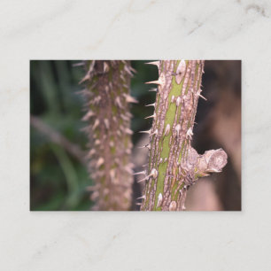 Carte De Visite Plante Stem Thorns Nature Park Photographie