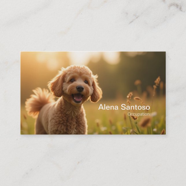 Carte De Visite Poddle Chien (Devant)