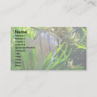 Carte De Visite Poissons d'ange