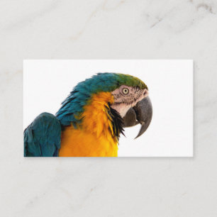 Carte De Visite Post-it Notes perroquet