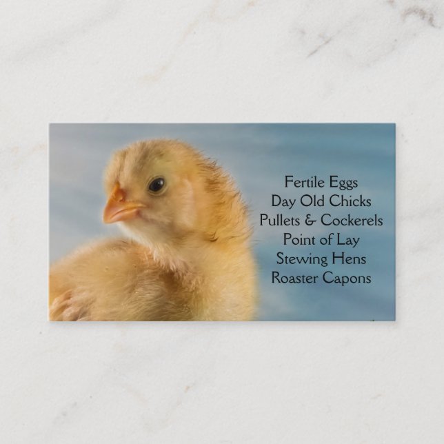Carte De Visite Poussin d'un jour - couches ou ferme de poulets à (Devant)